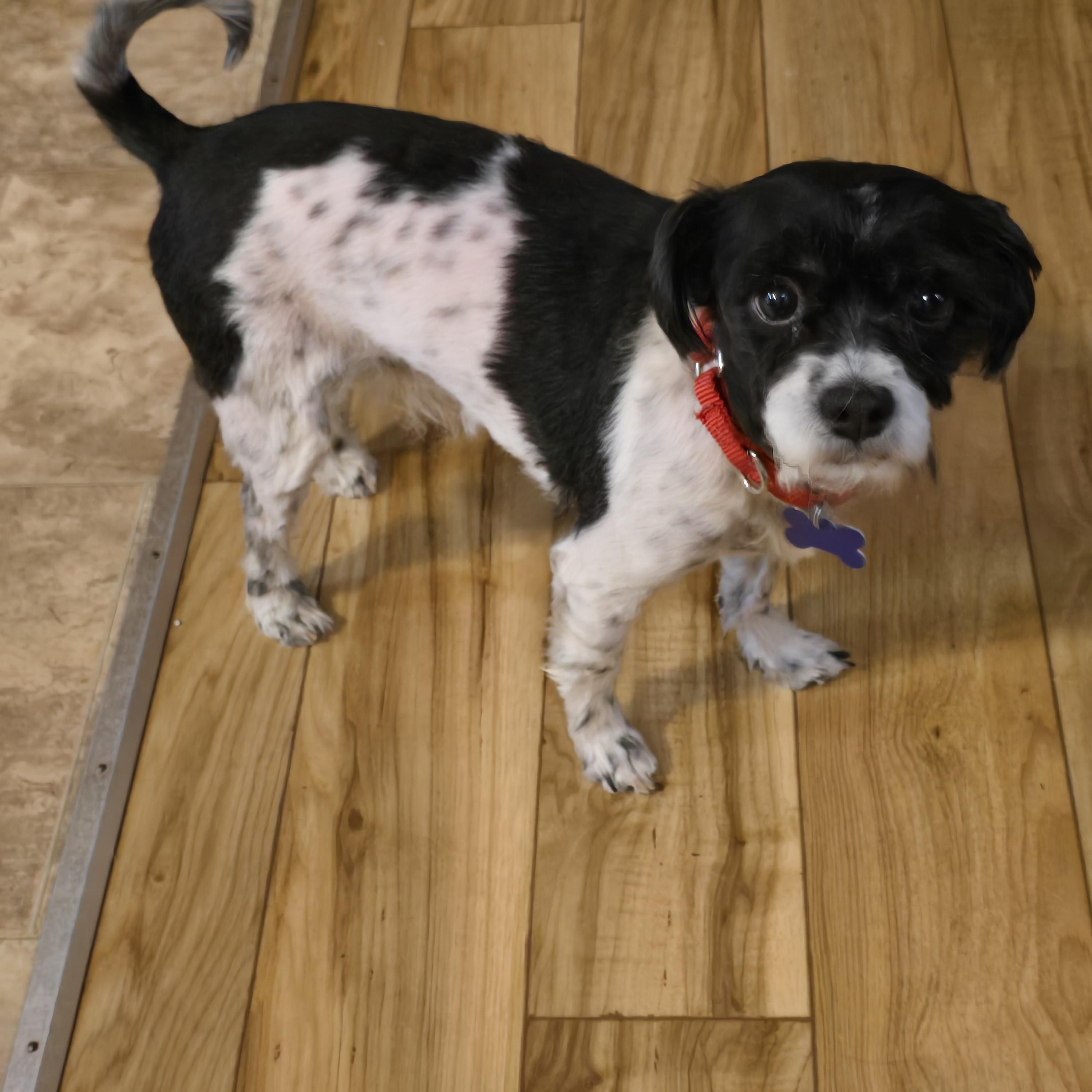 Gizmo-Adoption pending, a ADOPTABLE mixed breed in Jamestown, ND image 3/6