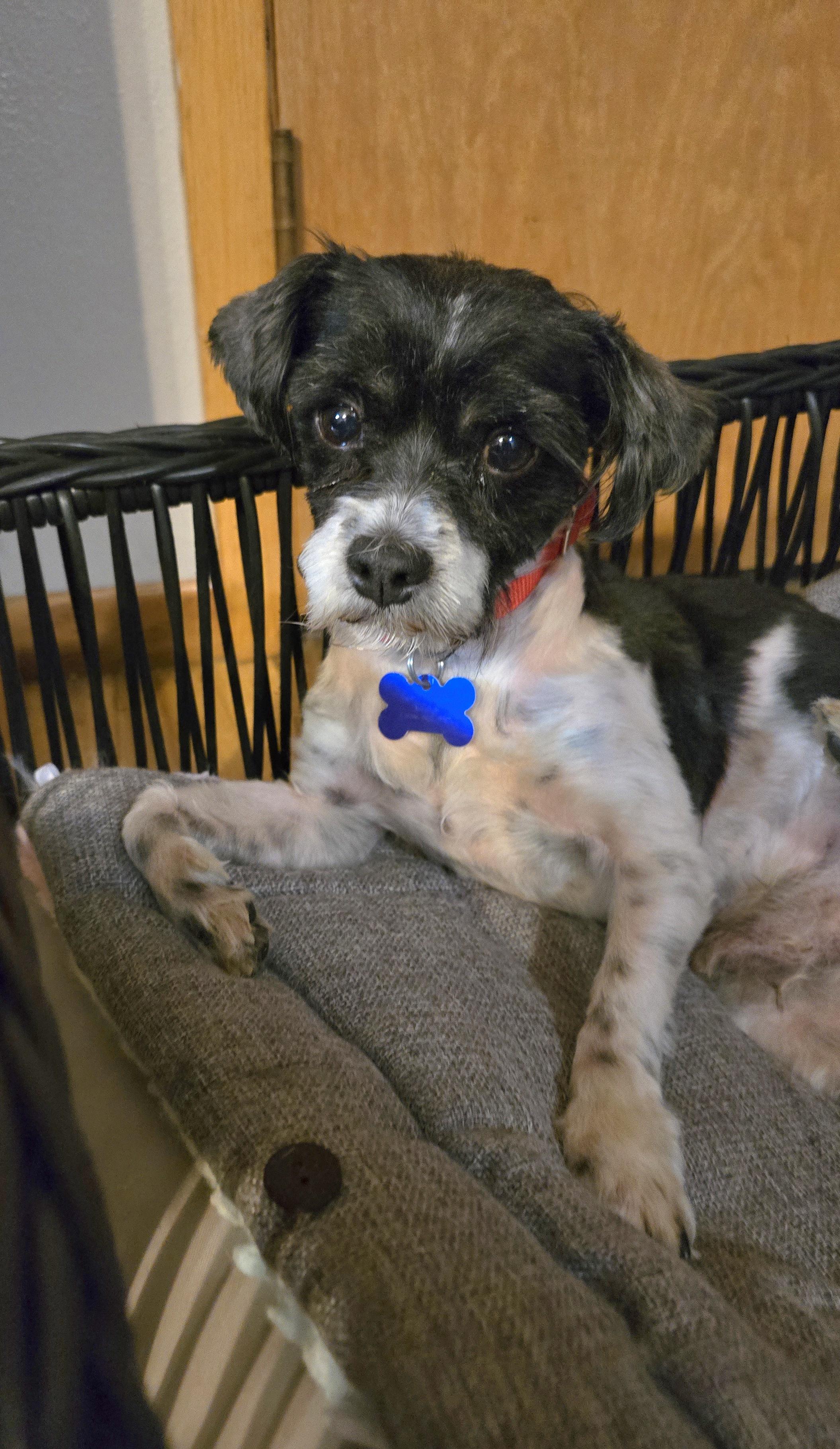 Gizmo-Adoption pending, a ADOPTABLE mixed breed in Jamestown, ND image 5/6