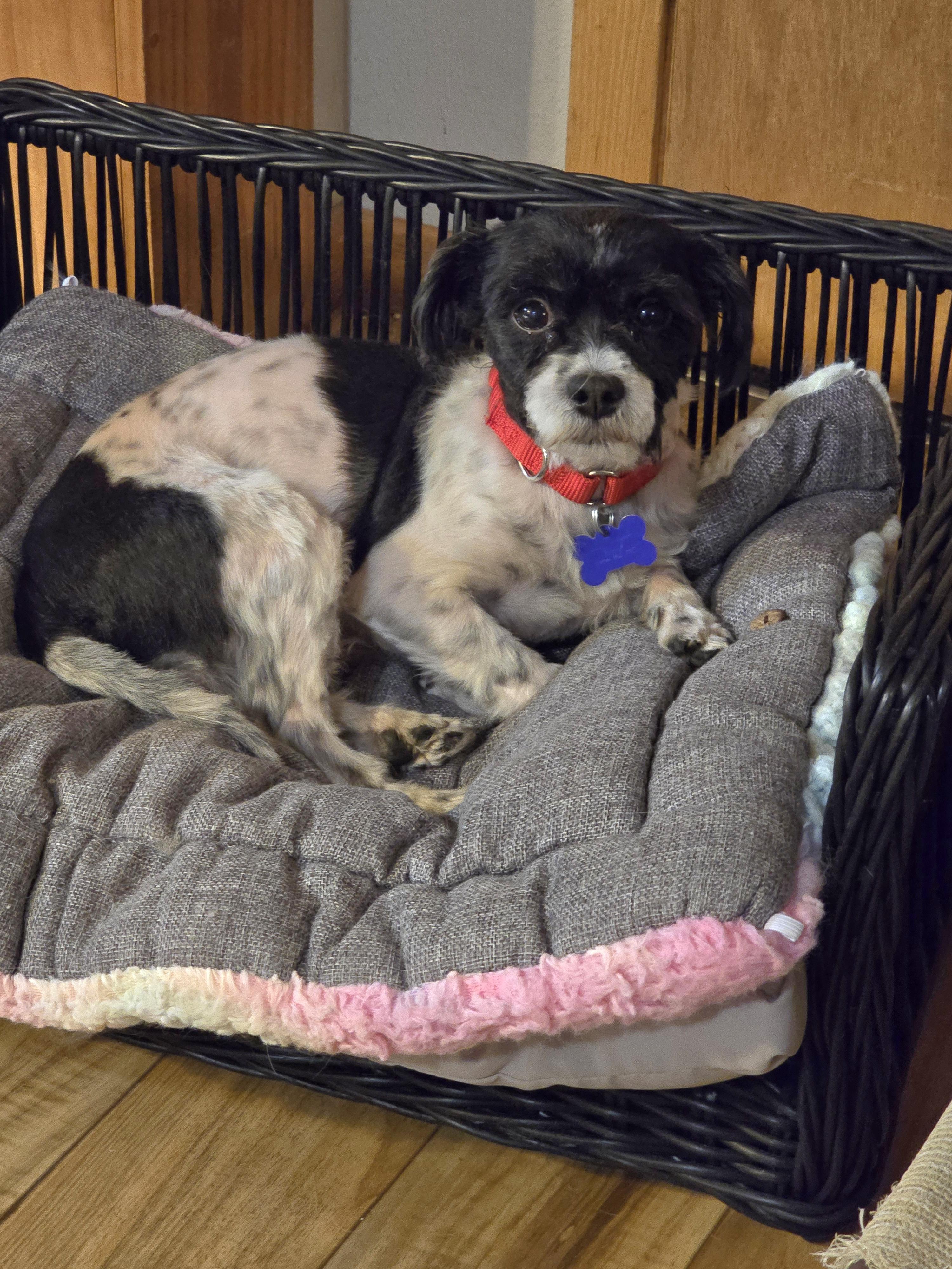 Gizmo-Adoption pending, a ADOPTABLE mixed breed in Jamestown, ND image 2/6