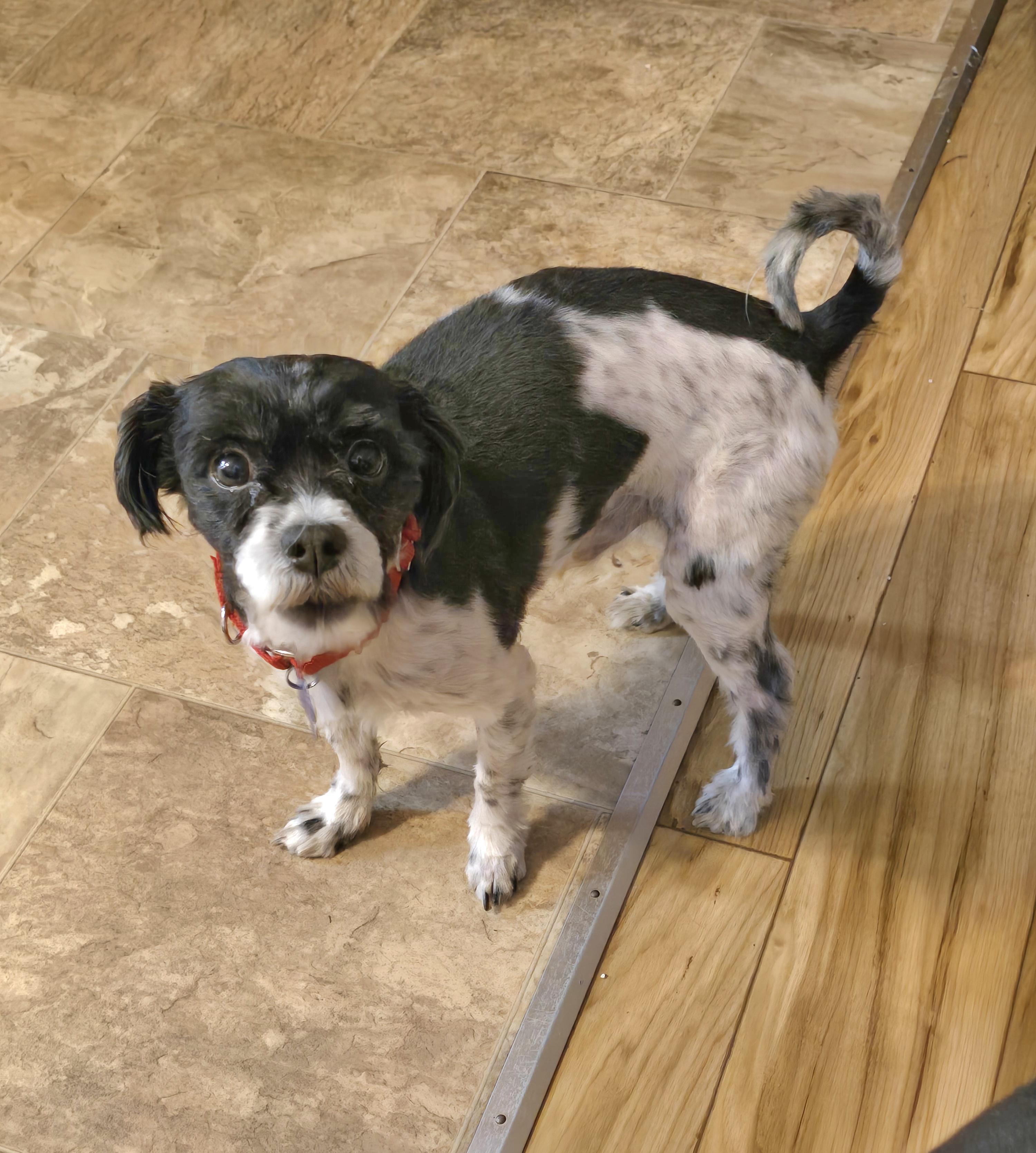 Gizmo-Adoption pending, a ADOPTABLE mixed breed in Jamestown, ND image 4/6
