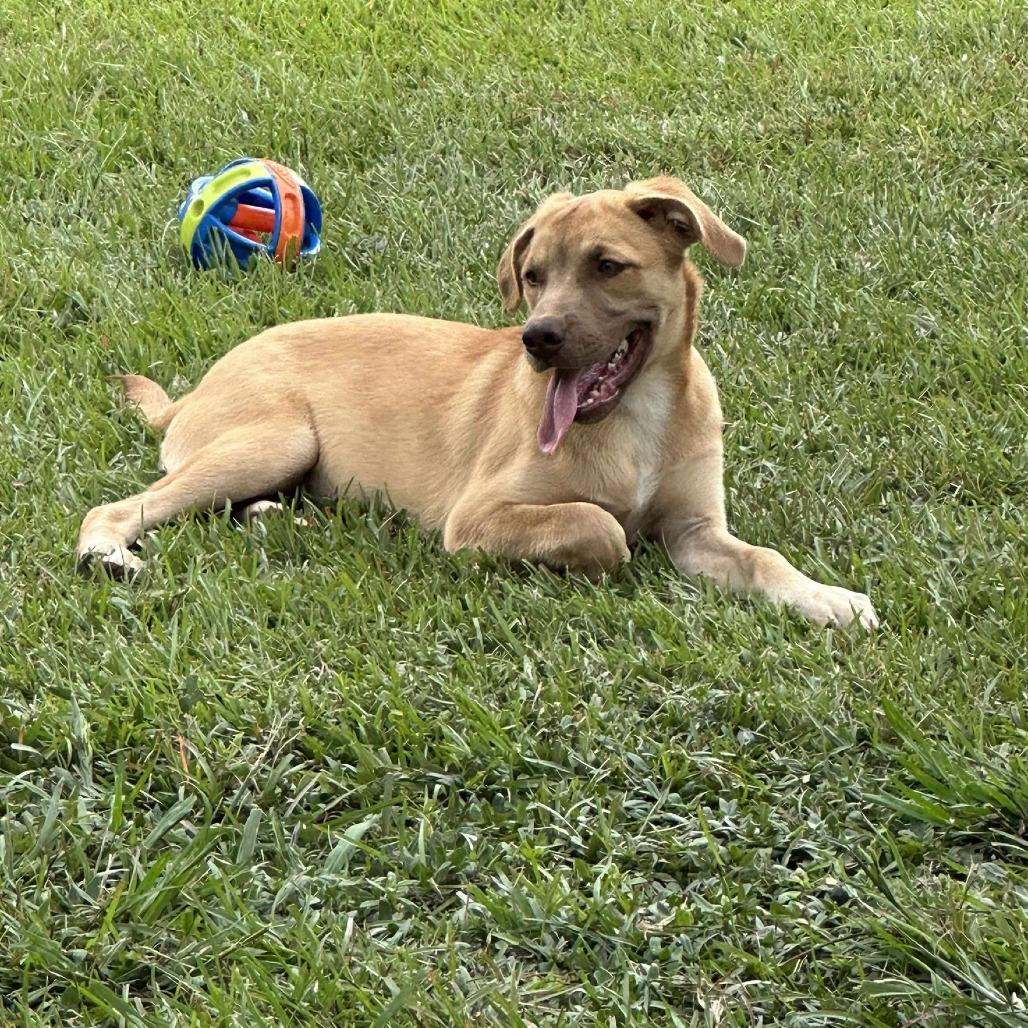 Enlarge Tina, a Adoptable mixed breed in Portland, ME image 3/5