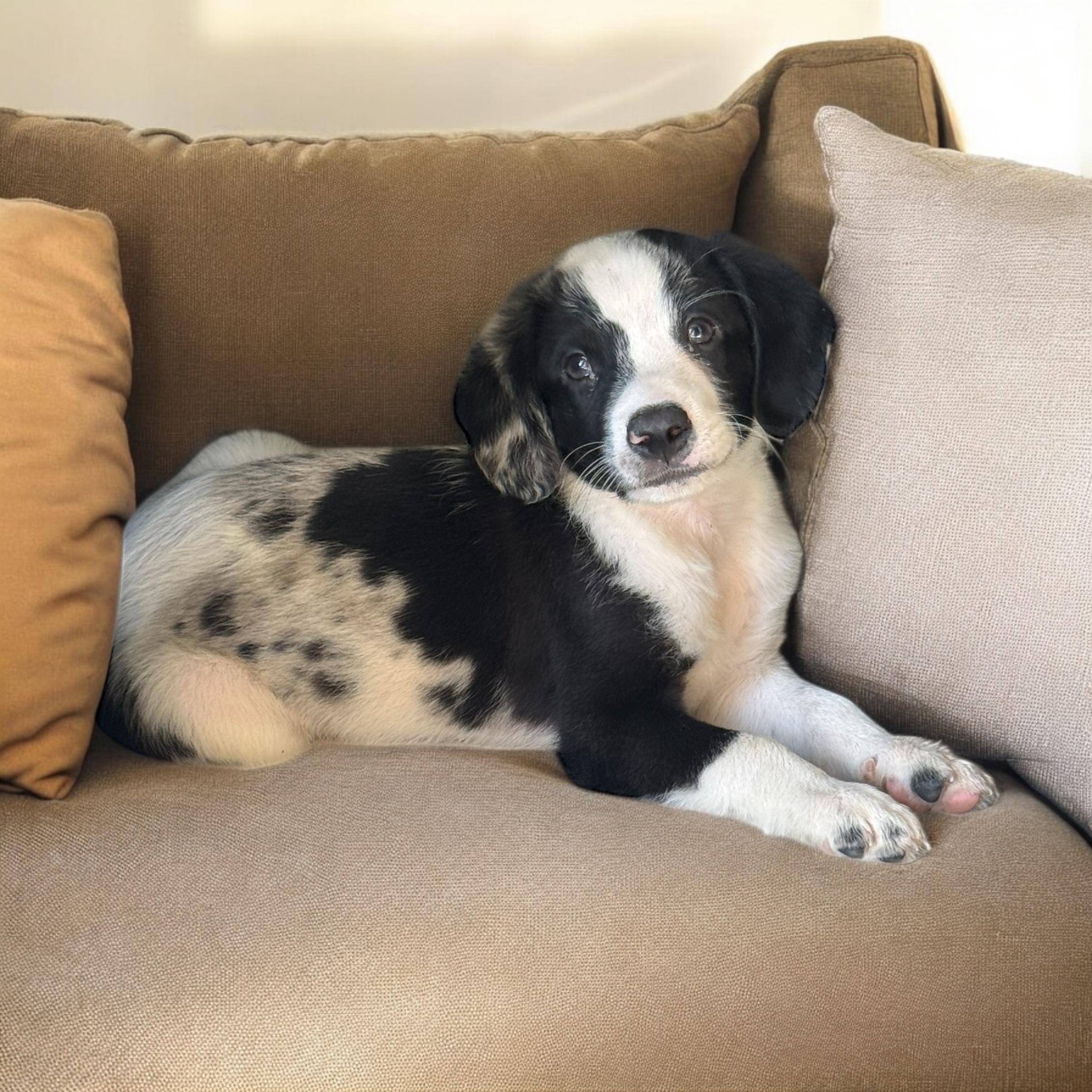 Dog for adoption - Rumble, an Australian Shepherd Mix in Denver, CO ...