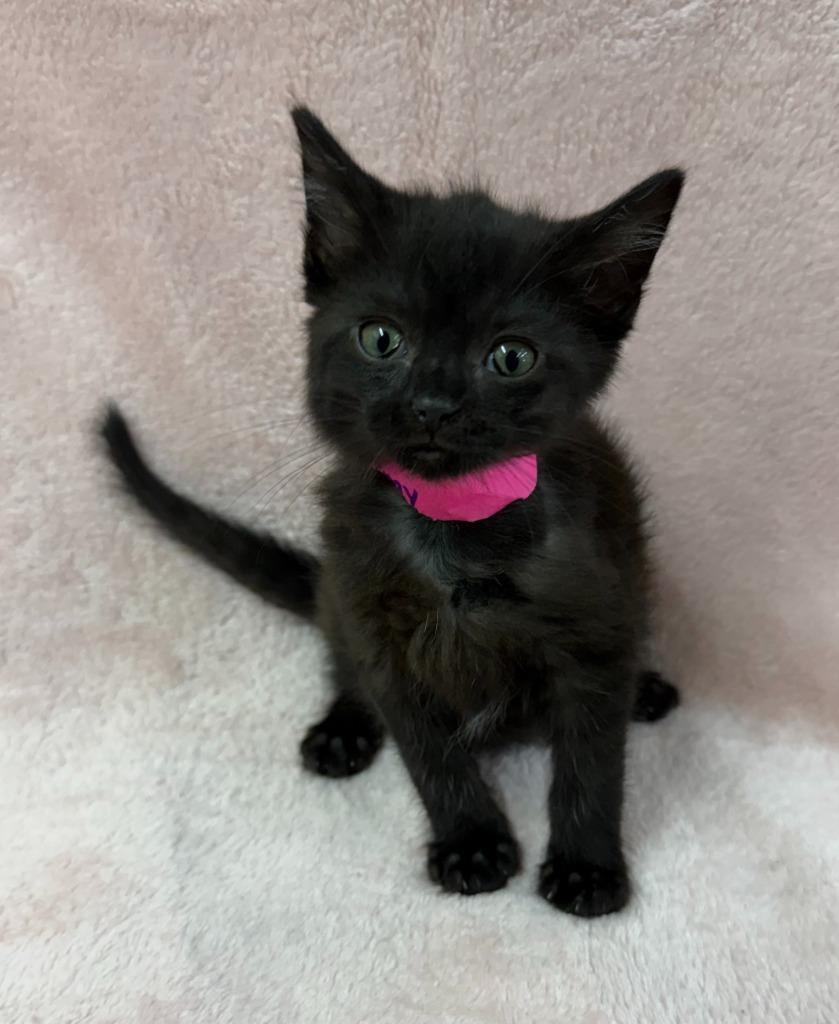 Enlarge Stormy, a Adoptable mixed breed in Lagrange, IN image 1/4