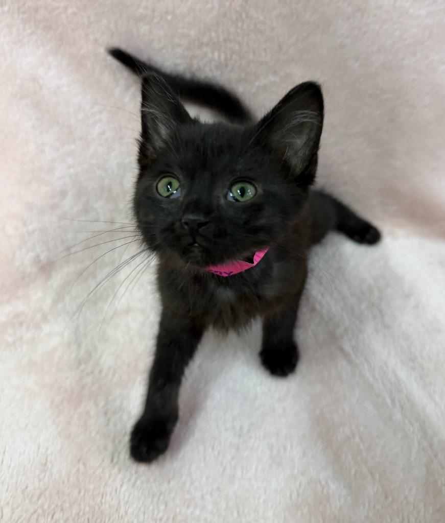 Enlarge Stormy, a Adoptable mixed breed in Lagrange, IN image 2/4
