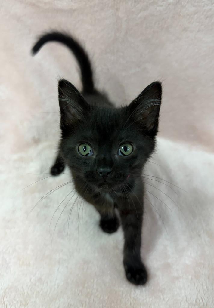 Enlarge Stormy, a Adoptable mixed breed in Lagrange, IN image 3/4