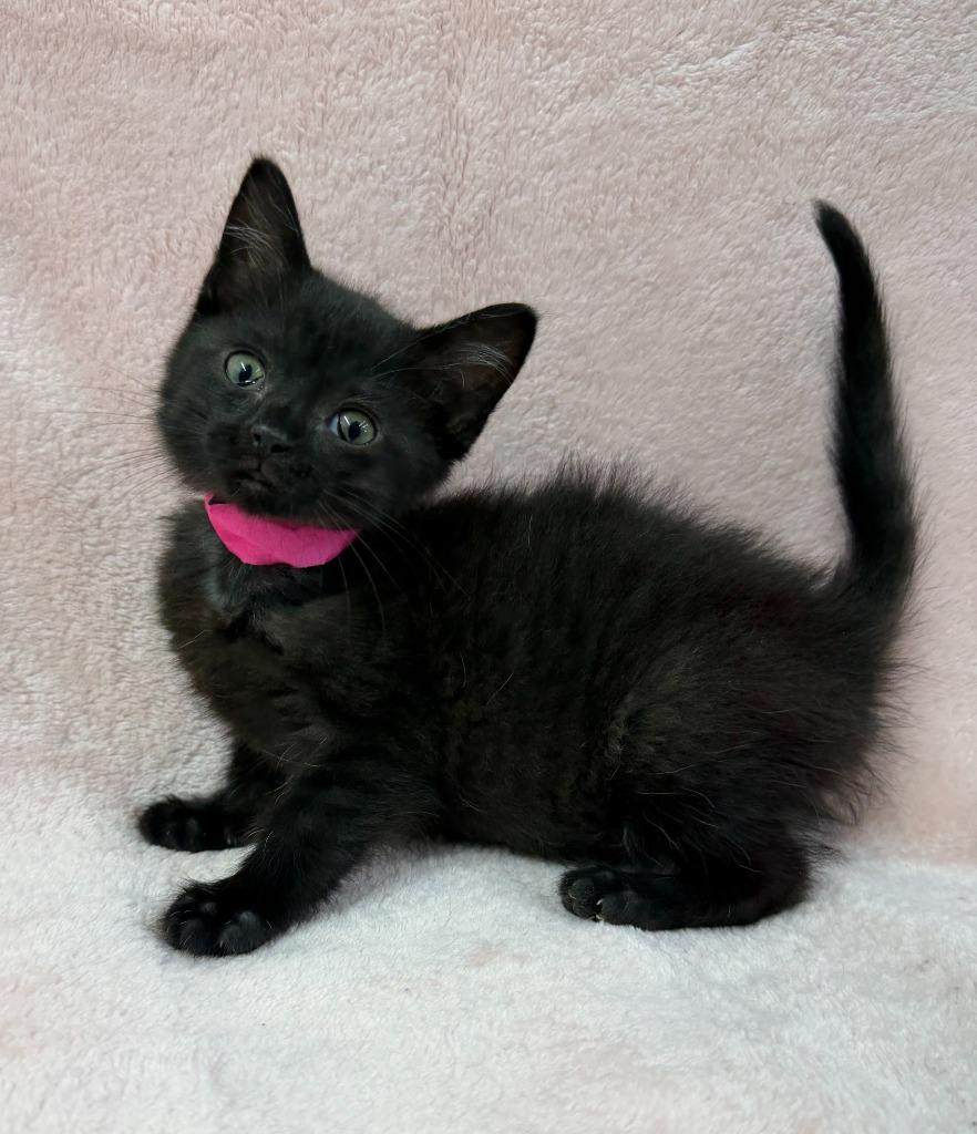 Enlarge Stormy, a Adoptable mixed breed in Lagrange, IN image 4/4
