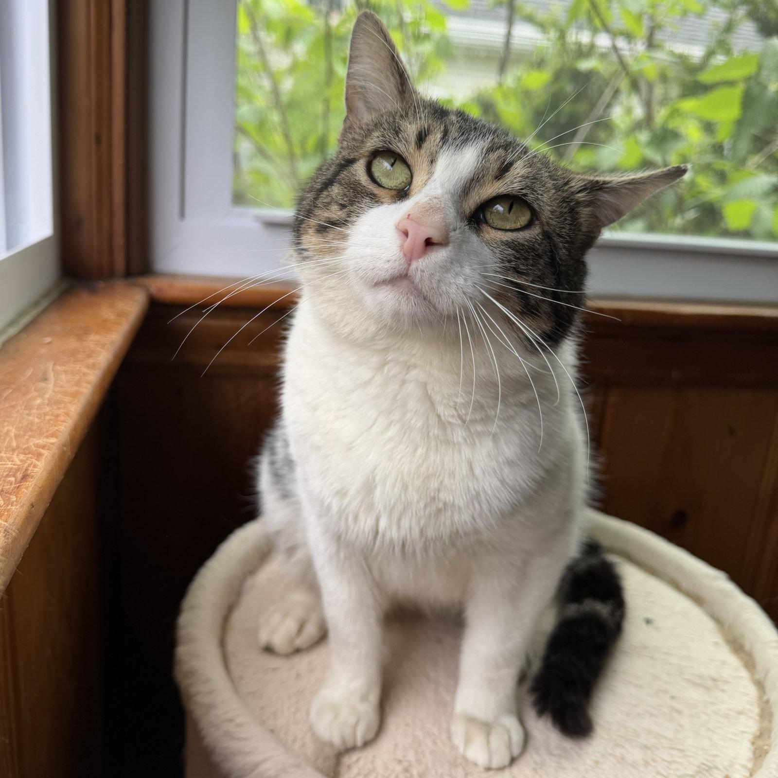 Forest, Adoptable, Adult Male Domestic Short Hair.