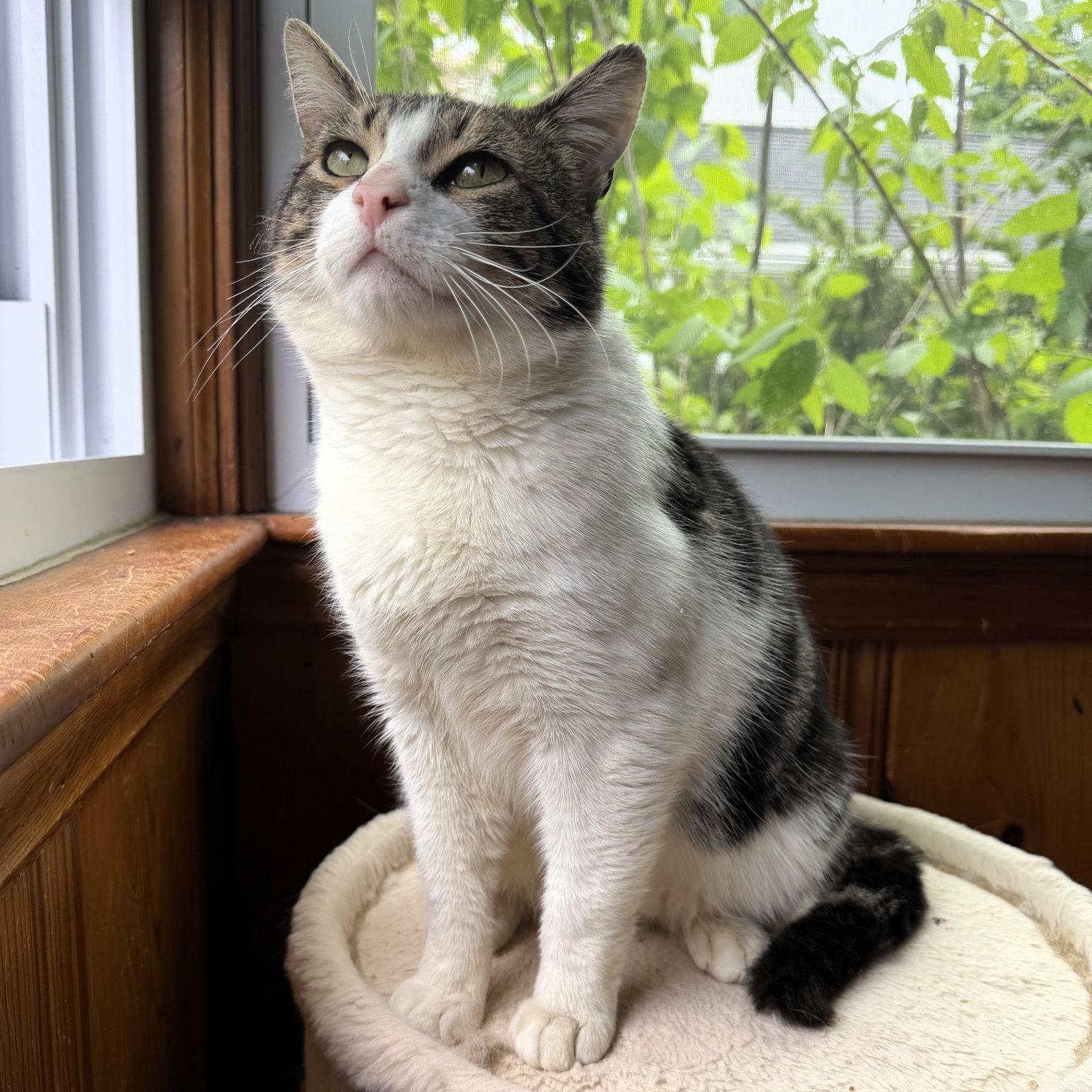Forest, a Adoptable Domestic Short Hair in Rochester, NY image 2/3