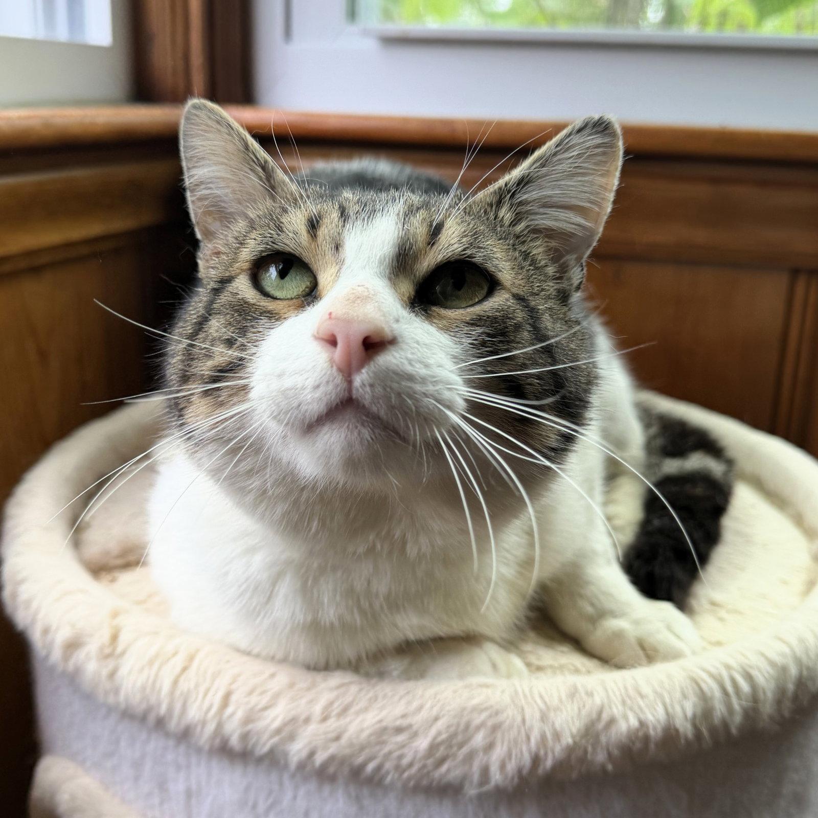 Forest, a Adoptable Domestic Short Hair in Rochester, NY image 3/3