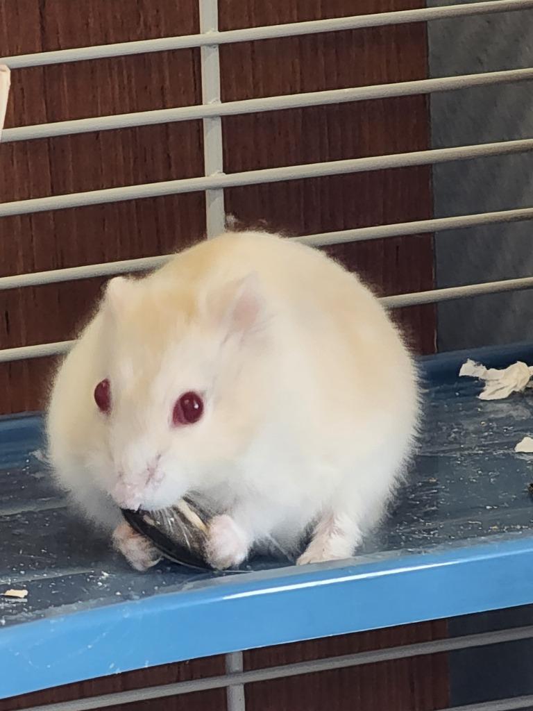 King Kong, Adoptable, Young Male Hamster.