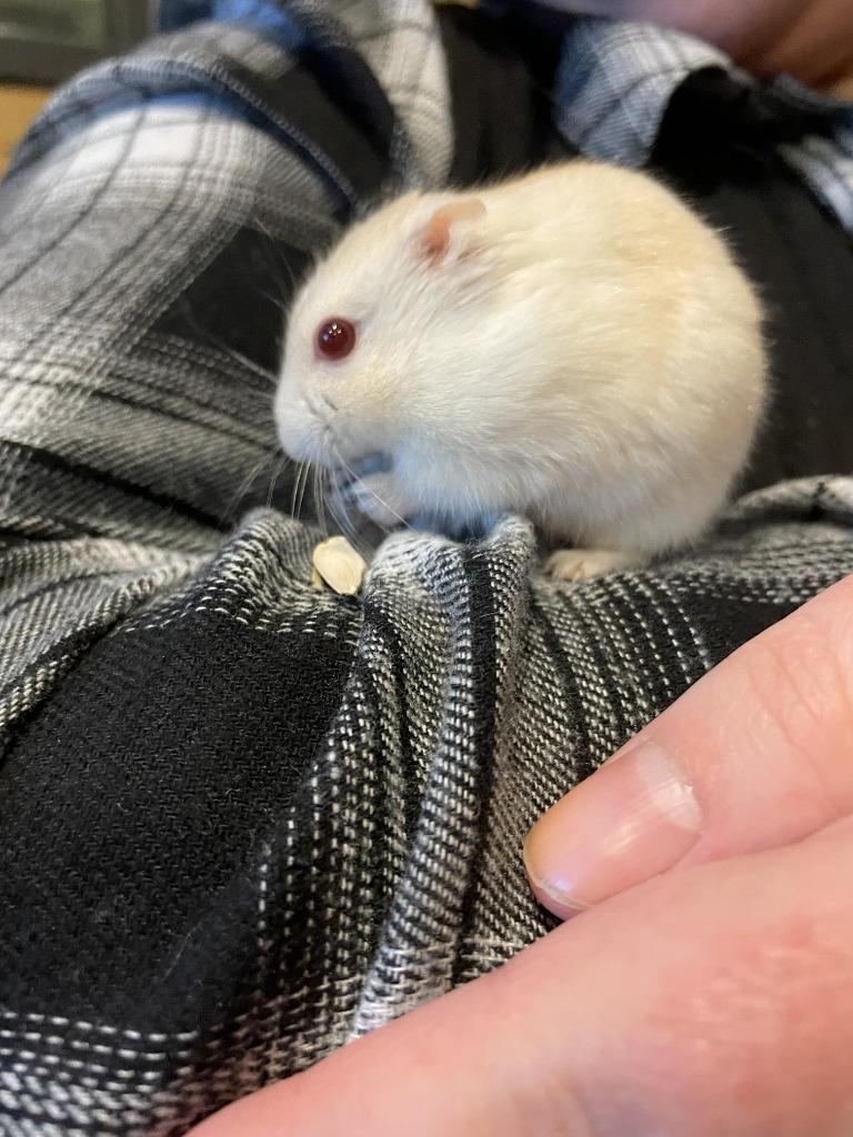 Enlarge King Kong, a Adoptable Hamster in Hyde Park, NY image 2/2