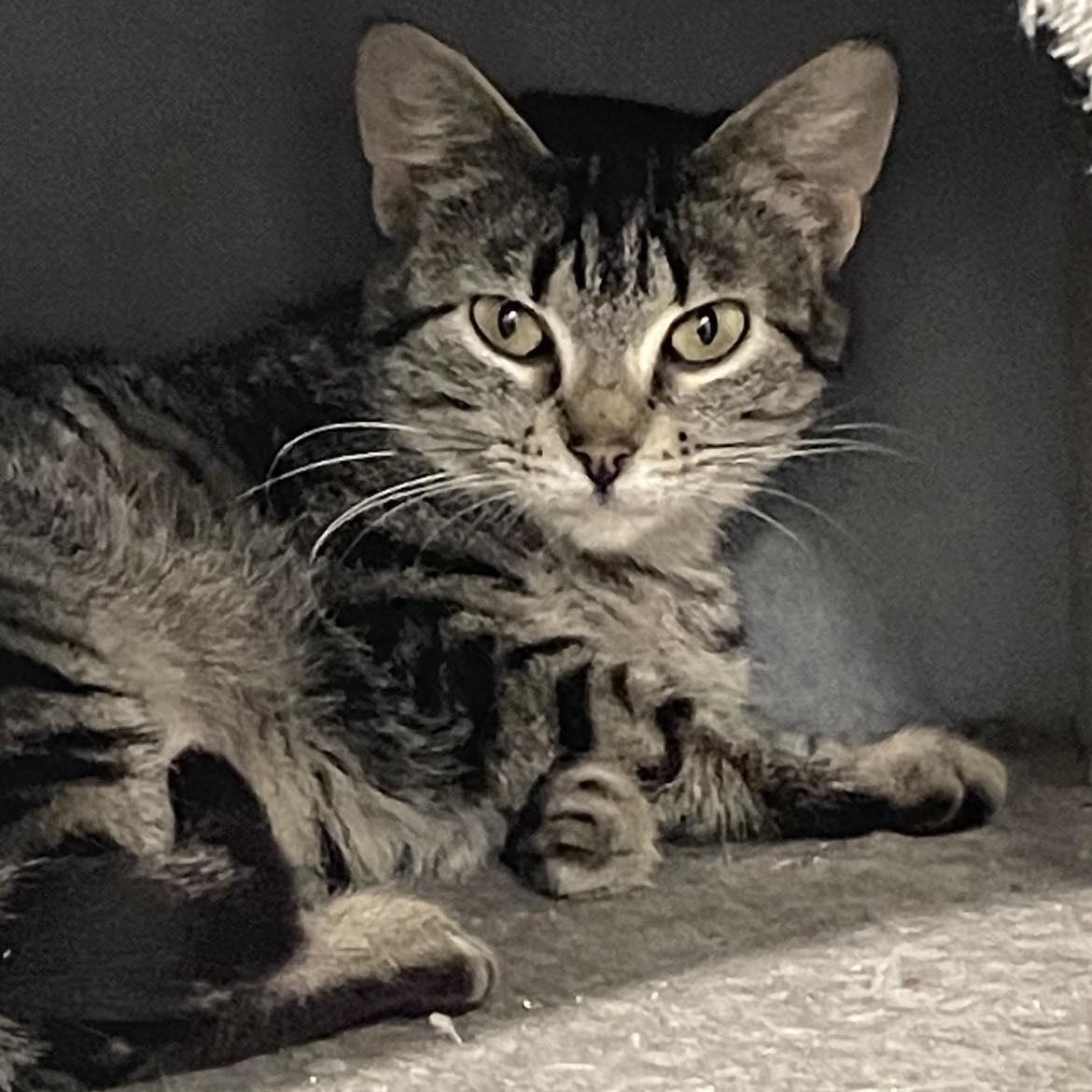 Biscuits, an adoptable Domestic Short Hair in Eureka, CA, 95503 | Photo Image 2