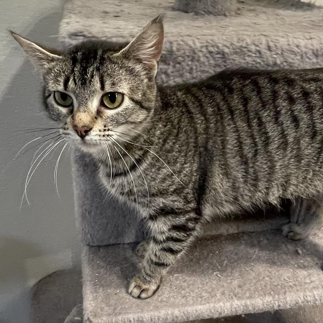 Biscuits, an adoptable Domestic Short Hair in Eureka, CA, 95503 | Photo Image 3