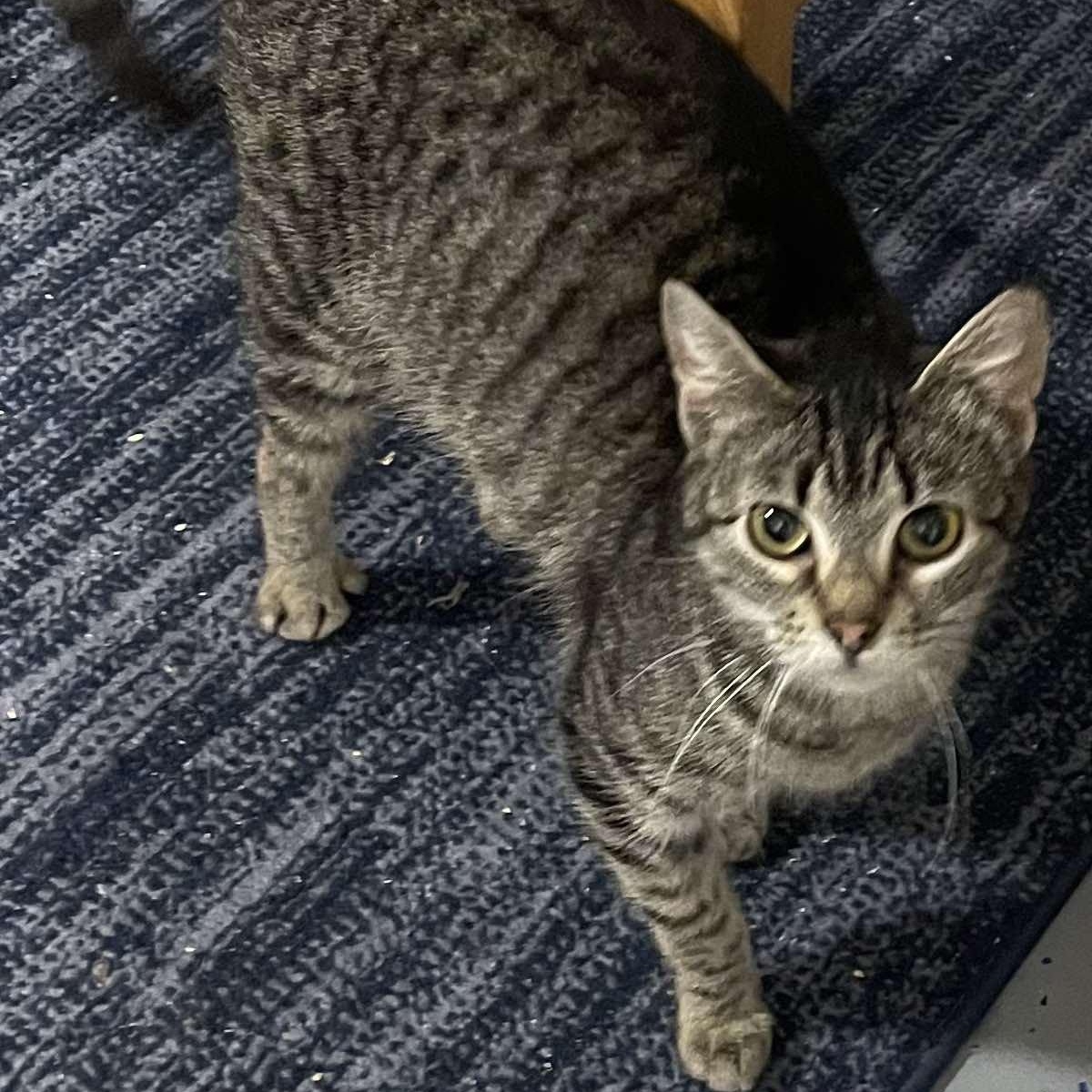 Biscuits, an adoptable Domestic Short Hair in Eureka, CA, 95503 | Photo Image 4