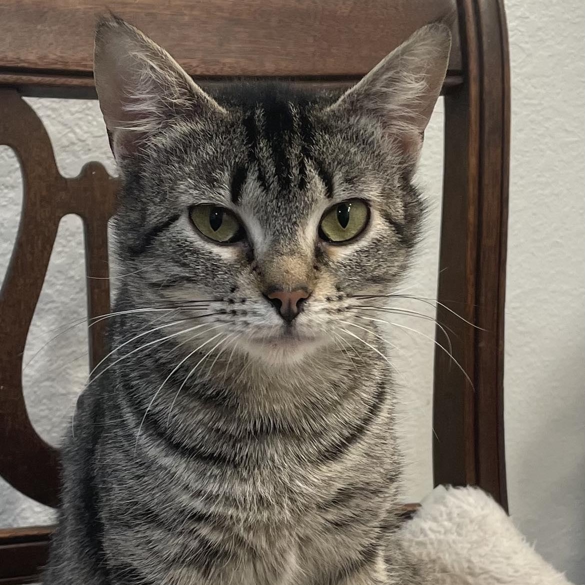 Biscuits, an adoptable Domestic Short Hair in Eureka, CA, 95503 | Photo Image 1
