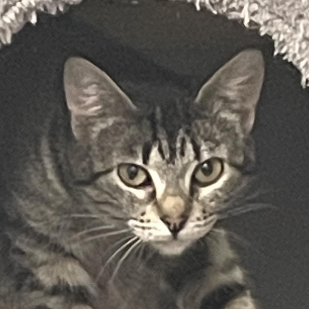 Biscuits, an adoptable Domestic Short Hair in Eureka, CA, 95503 | Photo Image 5