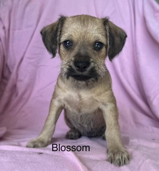 Blossom, ADOPTABLE, Puppy Female Terrier.