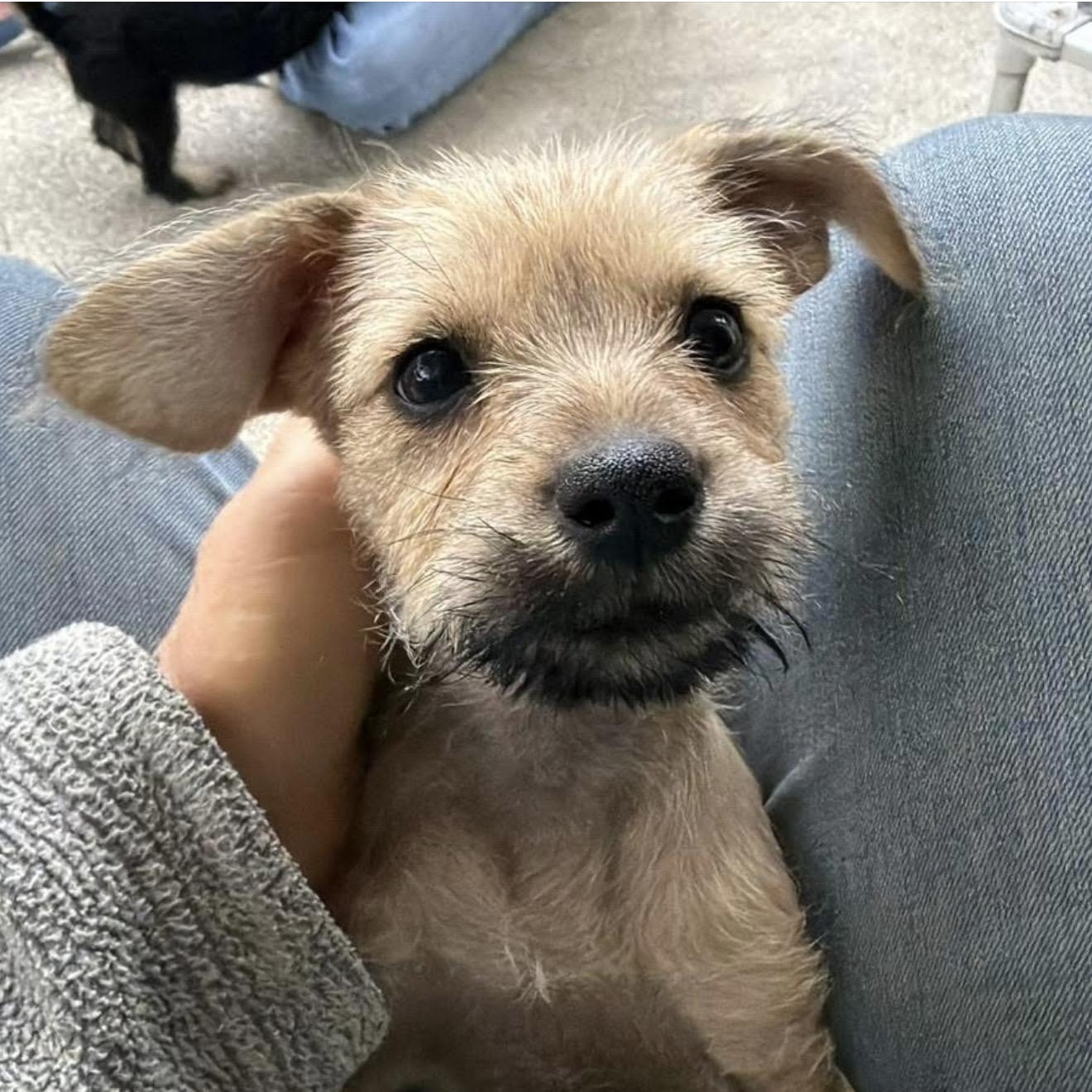 Blossom, ADOPTABLE, Puppy Female Terrier.