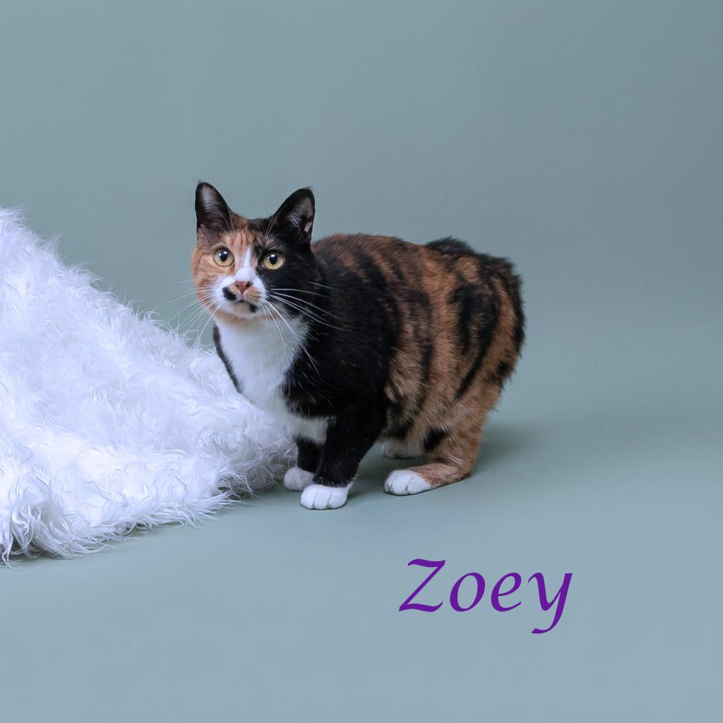 Zoey C26-093, a Adoptable Domestic Medium Hair in Lebanon, TN image 1/5