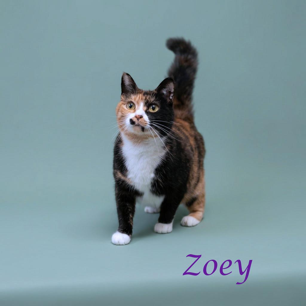 Zoey C26-093, a Adoptable Domestic Medium Hair in Lebanon, TN image 2/5