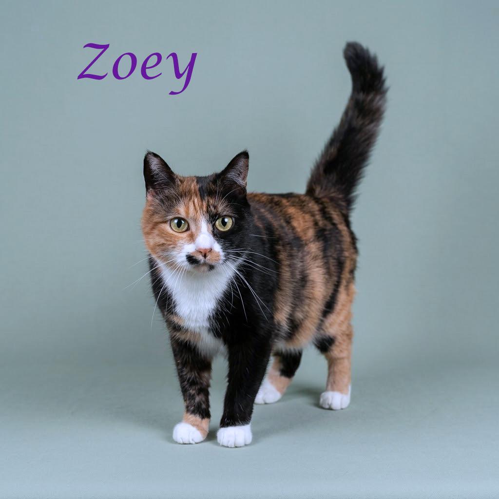 Zoey C26-093, a Adoptable Domestic Medium Hair in Lebanon, TN image 3/5