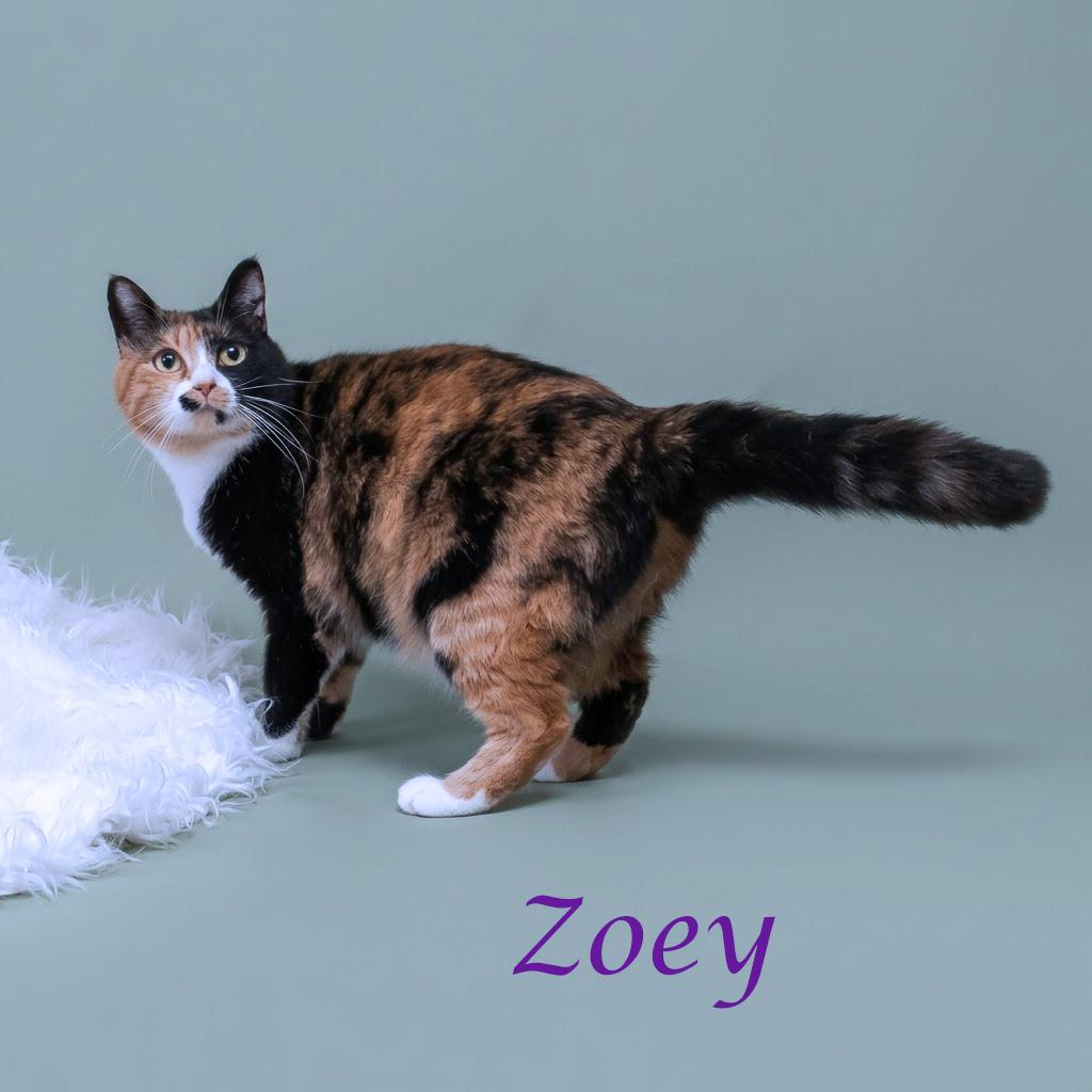 Zoey C26-093, a Adoptable Domestic Medium Hair in Lebanon, TN image 5/5