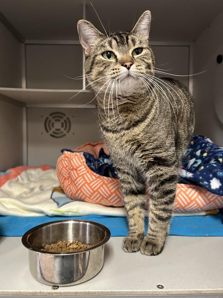 Joey, Adoptable, Adult Female Domestic Short Hair.