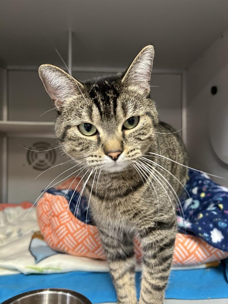 Enlarge Joey, a Adoptable Domestic Short Hair in Anoka, MN image 2/2