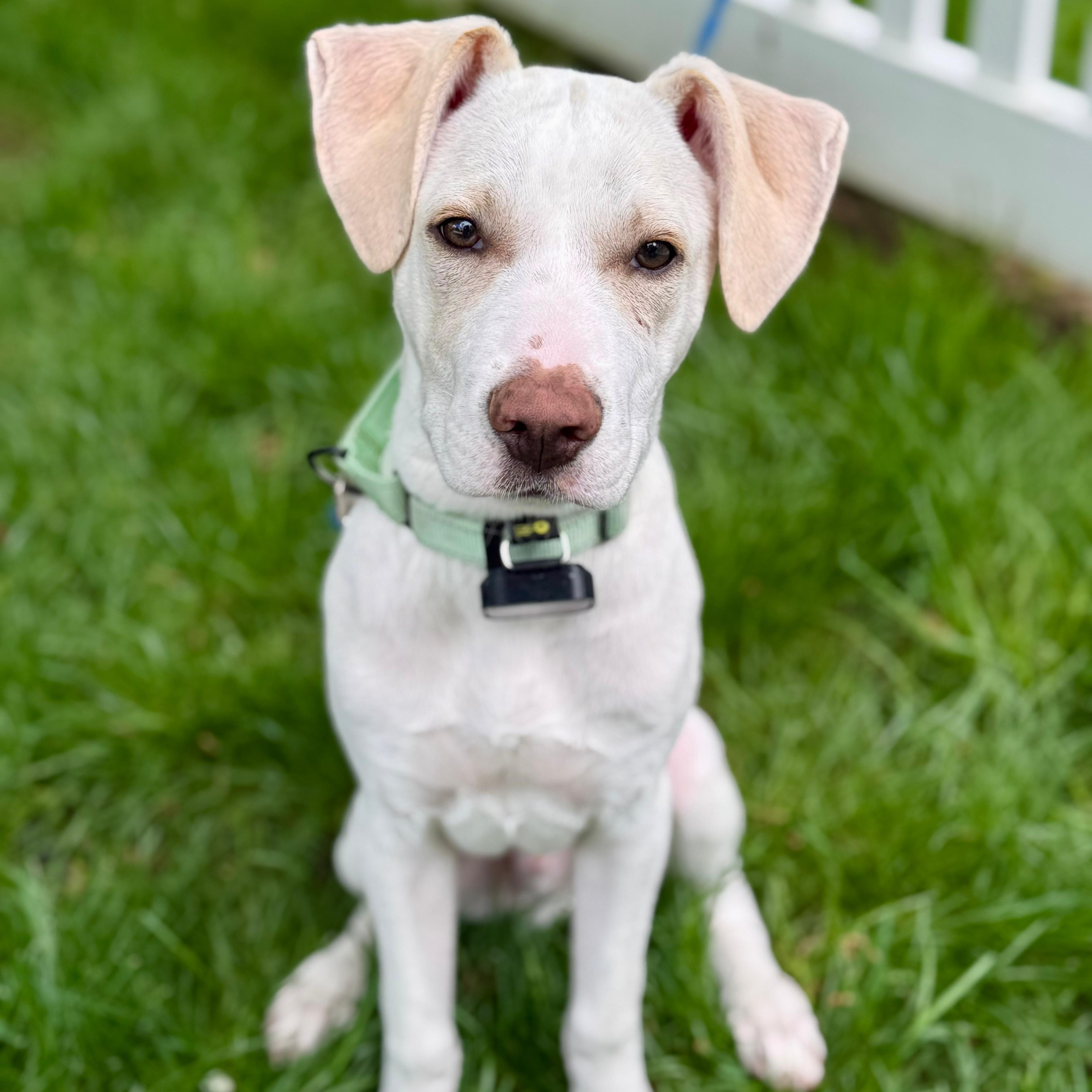 Enlarge Hayden, a Adoptable mixed breed in Annapolis, MD image 1/1