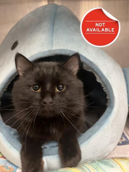 Shark Bait, Adoptable, Adult Male Domestic Medium Hair & Domestic Short Hair.