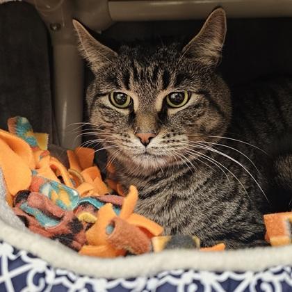 Noah, Adoptable, Adult Male Domestic Short Hair & Domestic Short Hair.