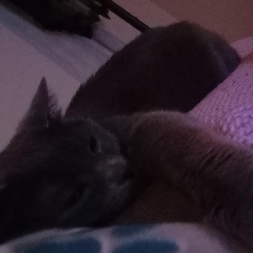 Lola 2 — thumbnail 2