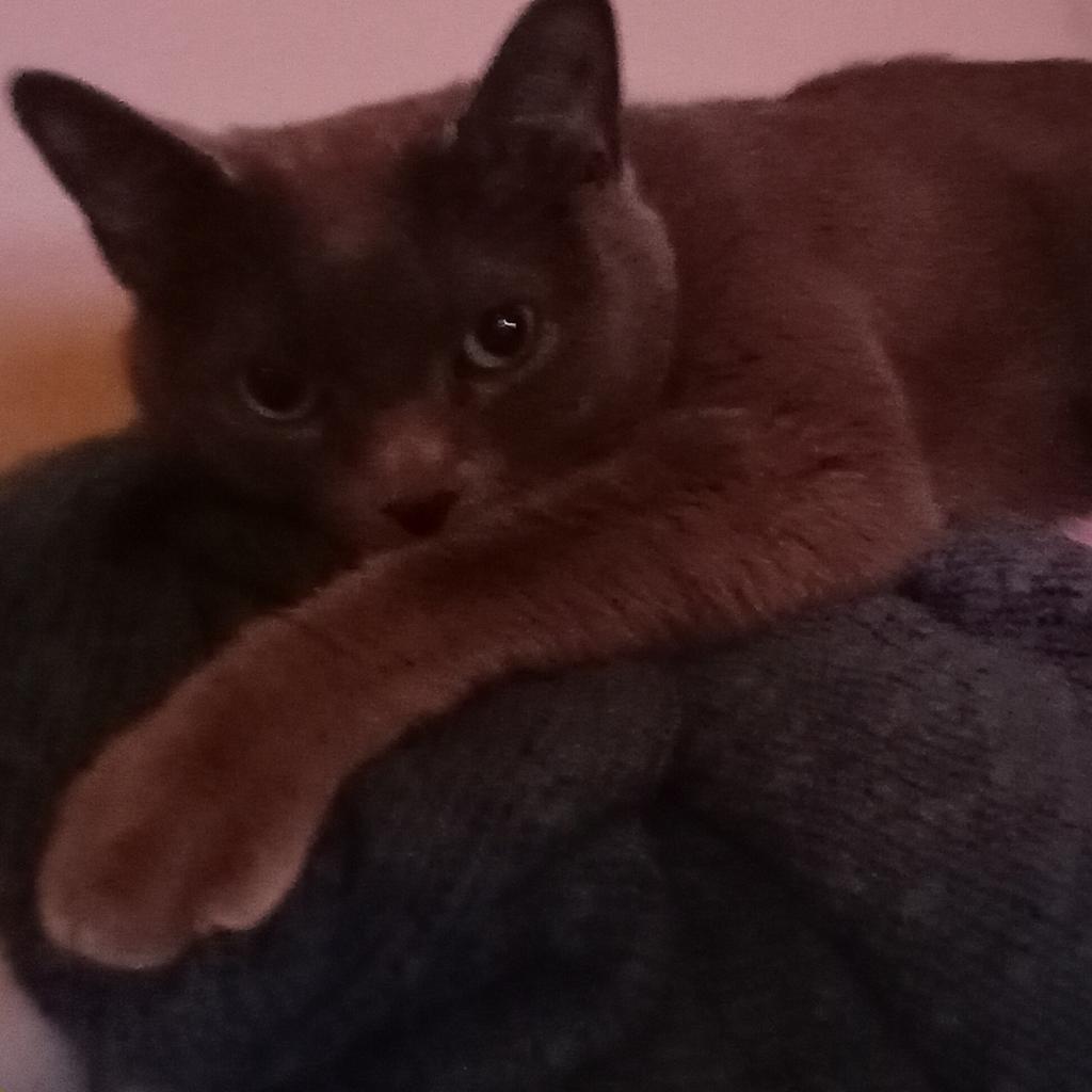 Lola 2 — thumbnail 3