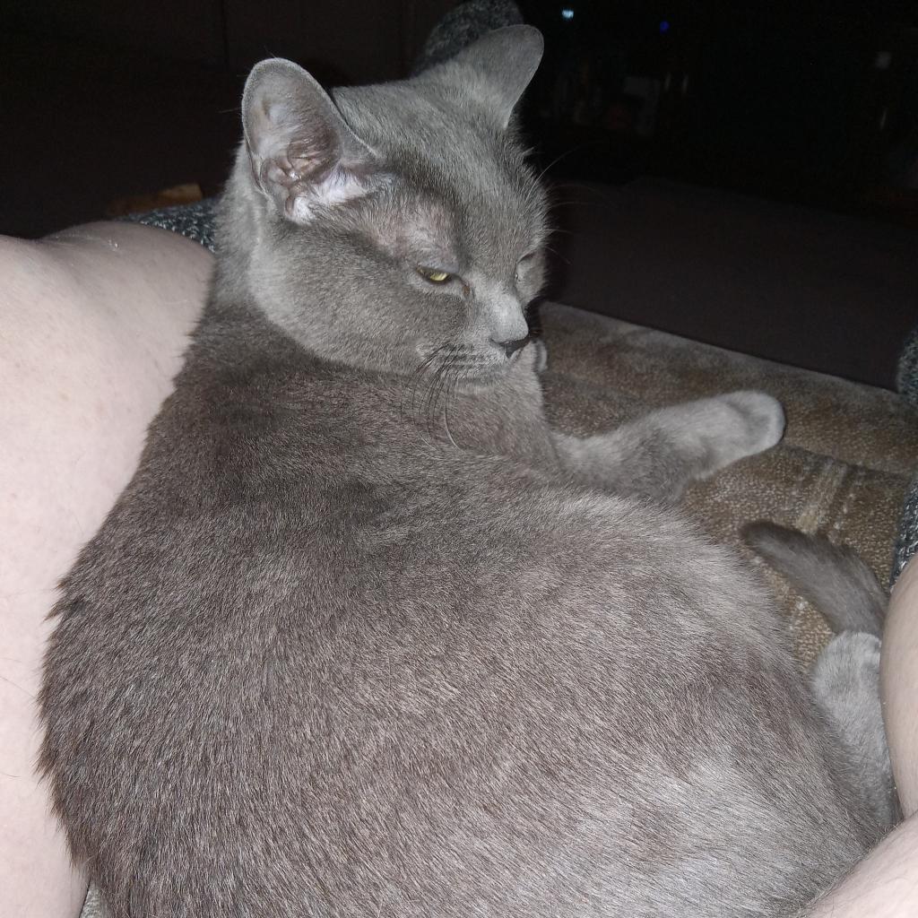 Lola 2 — thumbnail 4