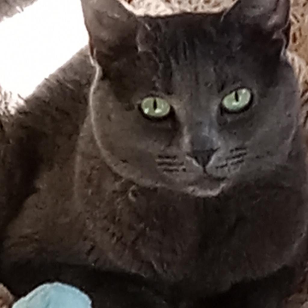 Lola 2 — thumbnail 5