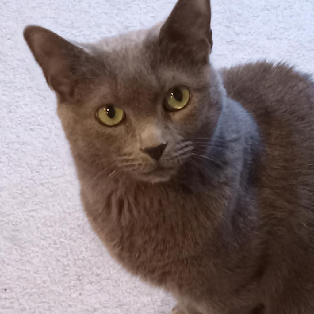 Lola 2 — thumbnail 6