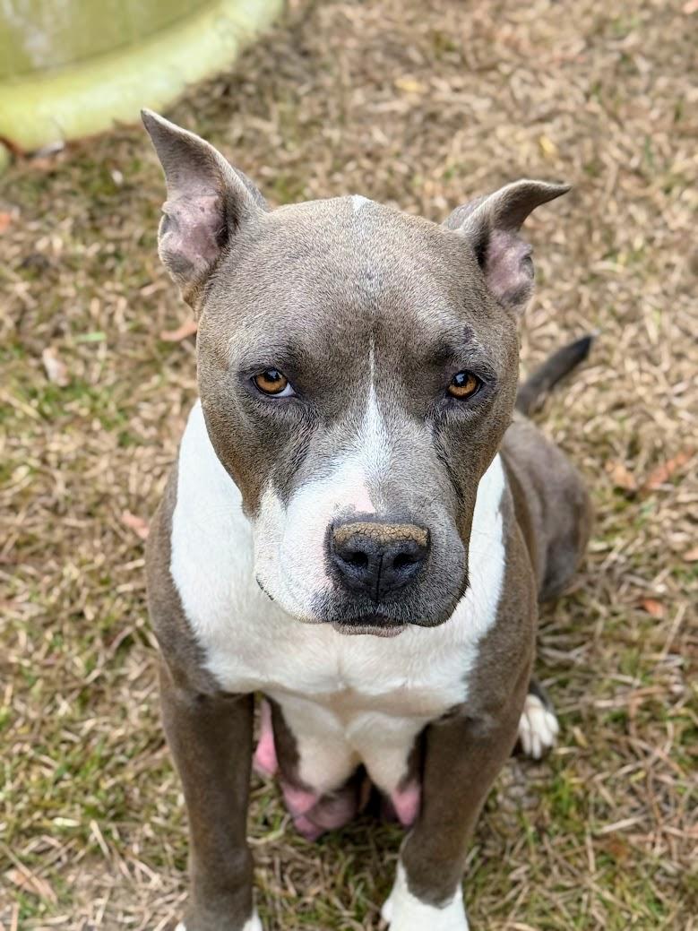 MAGNOLIA AKA NOLIE-Transport available to VT, CT, and PA