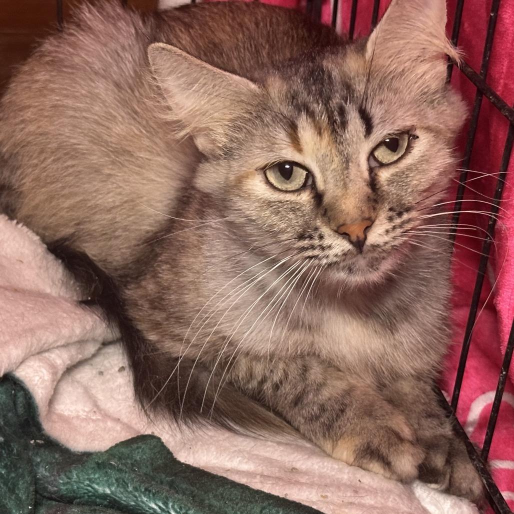 Francisco - 21, Adoptable, Adult Female Domestic Medium Hair.