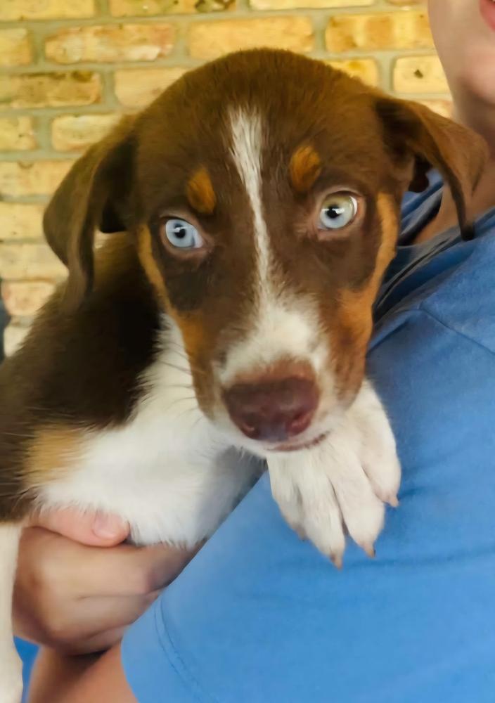 Haven, Adoptable, Puppy Female Australian Shepherd & Labrador Retriever.