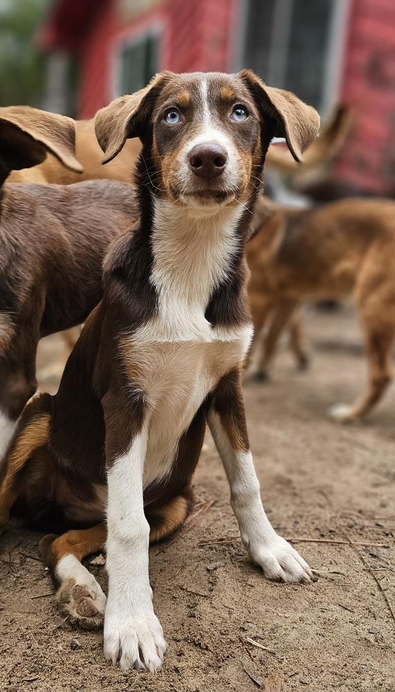 Enlarge Haven, a Adoptable mixed breed in Nokomis, FL image 2/2