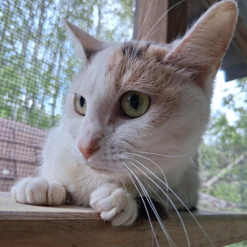 Piper, a Adoptable Domestic Short Hair in Middlebury, VT image 1/6