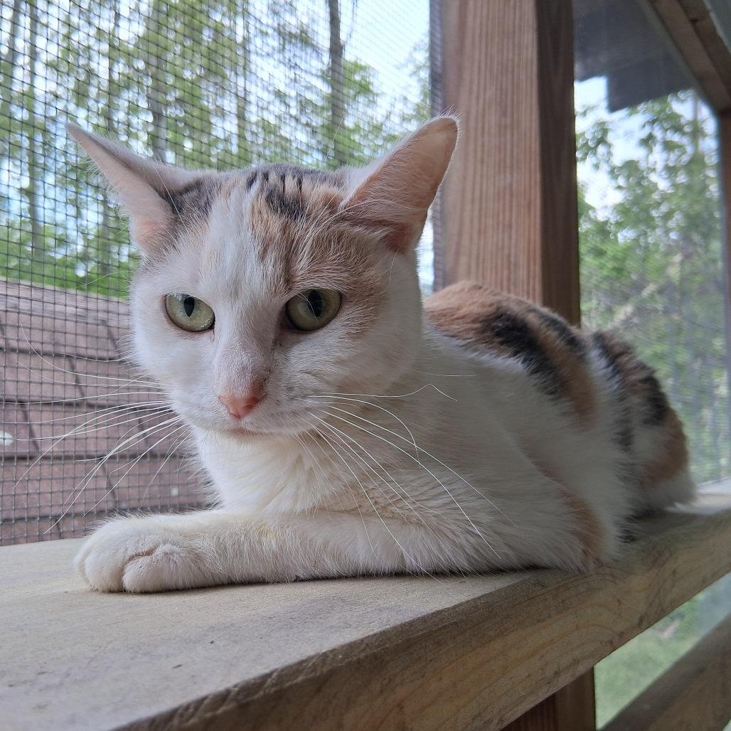 Piper, a Adoptable Domestic Short Hair in Middlebury, VT image 2/6