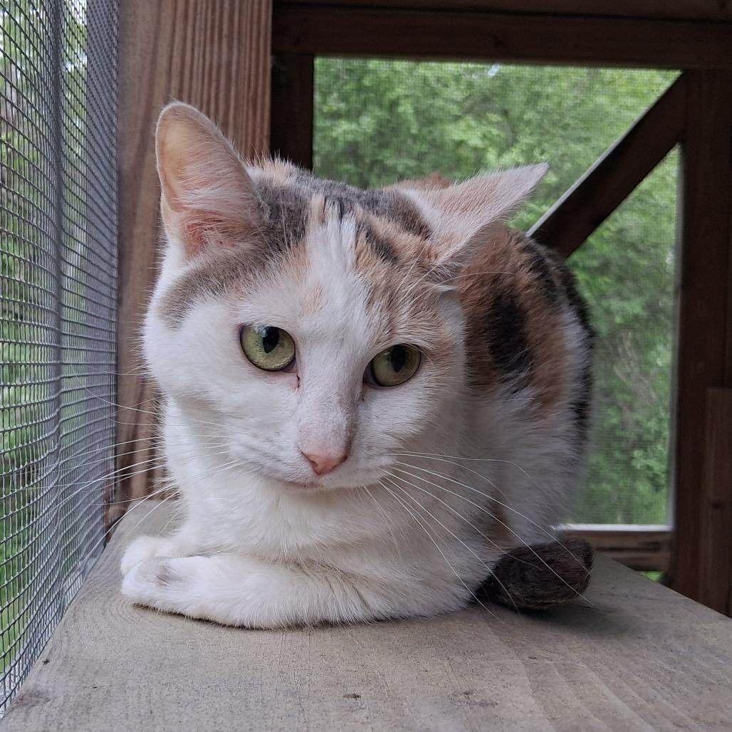 Piper, a Adoptable Domestic Short Hair in Middlebury, VT image 3/6