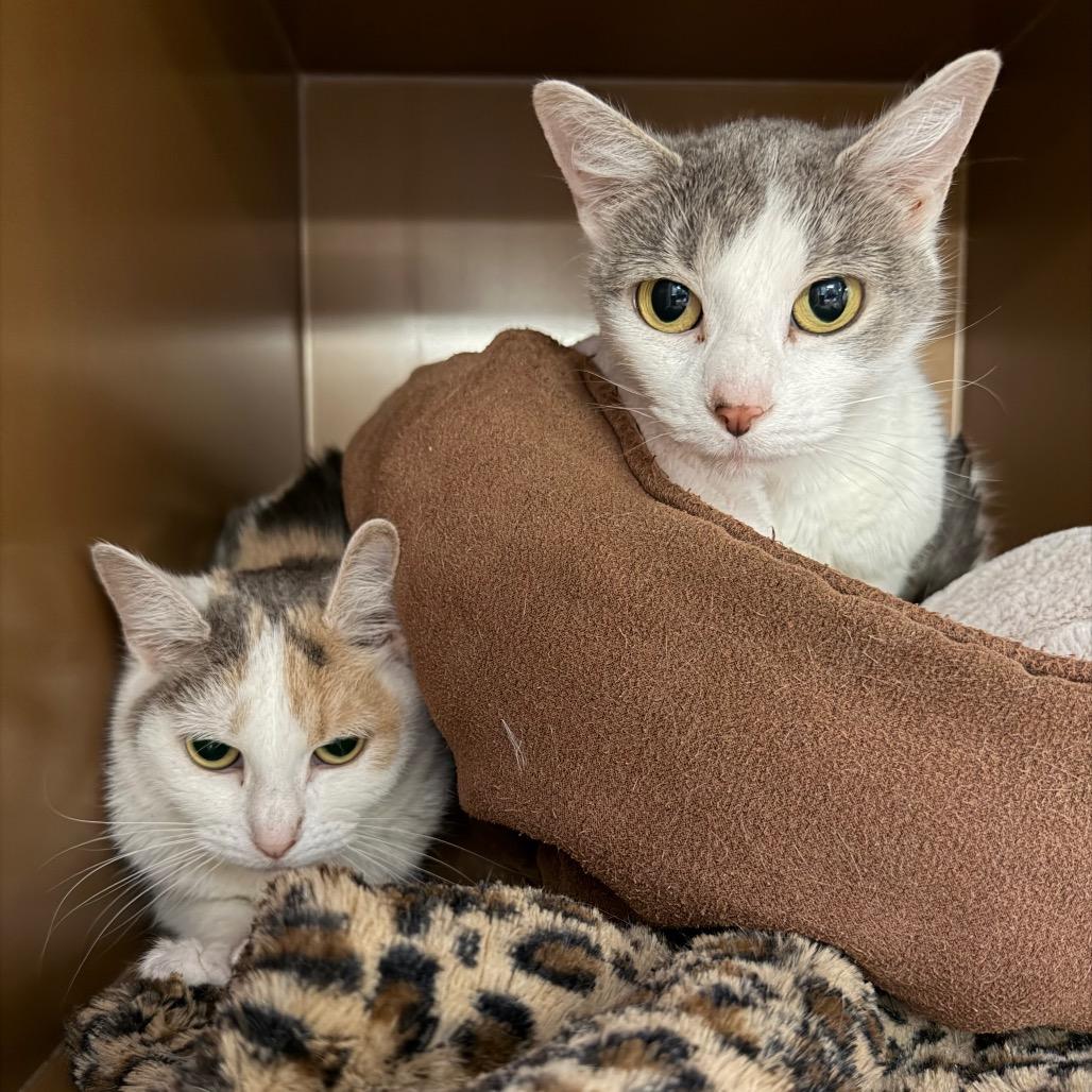 Piper, a Adoptable Domestic Short Hair in Middlebury, VT image 4/6