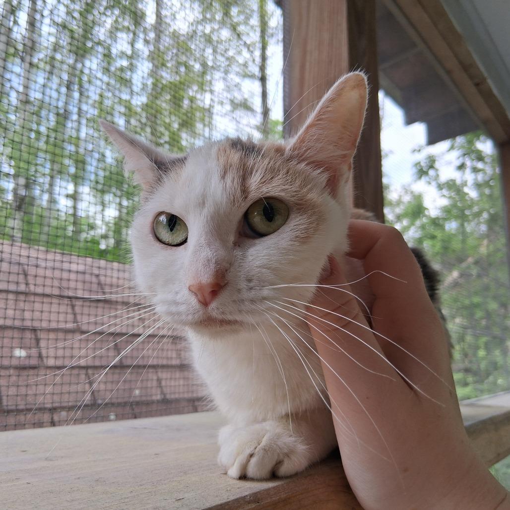 Piper, a Adoptable Domestic Short Hair in Middlebury, VT image 5/6