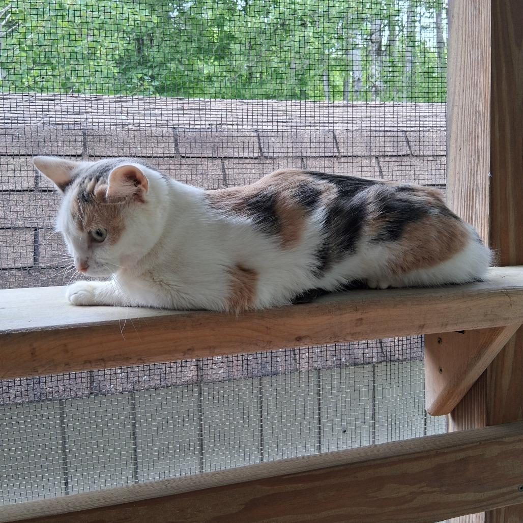 Piper, a Adoptable Domestic Short Hair in Middlebury, VT image 6/6