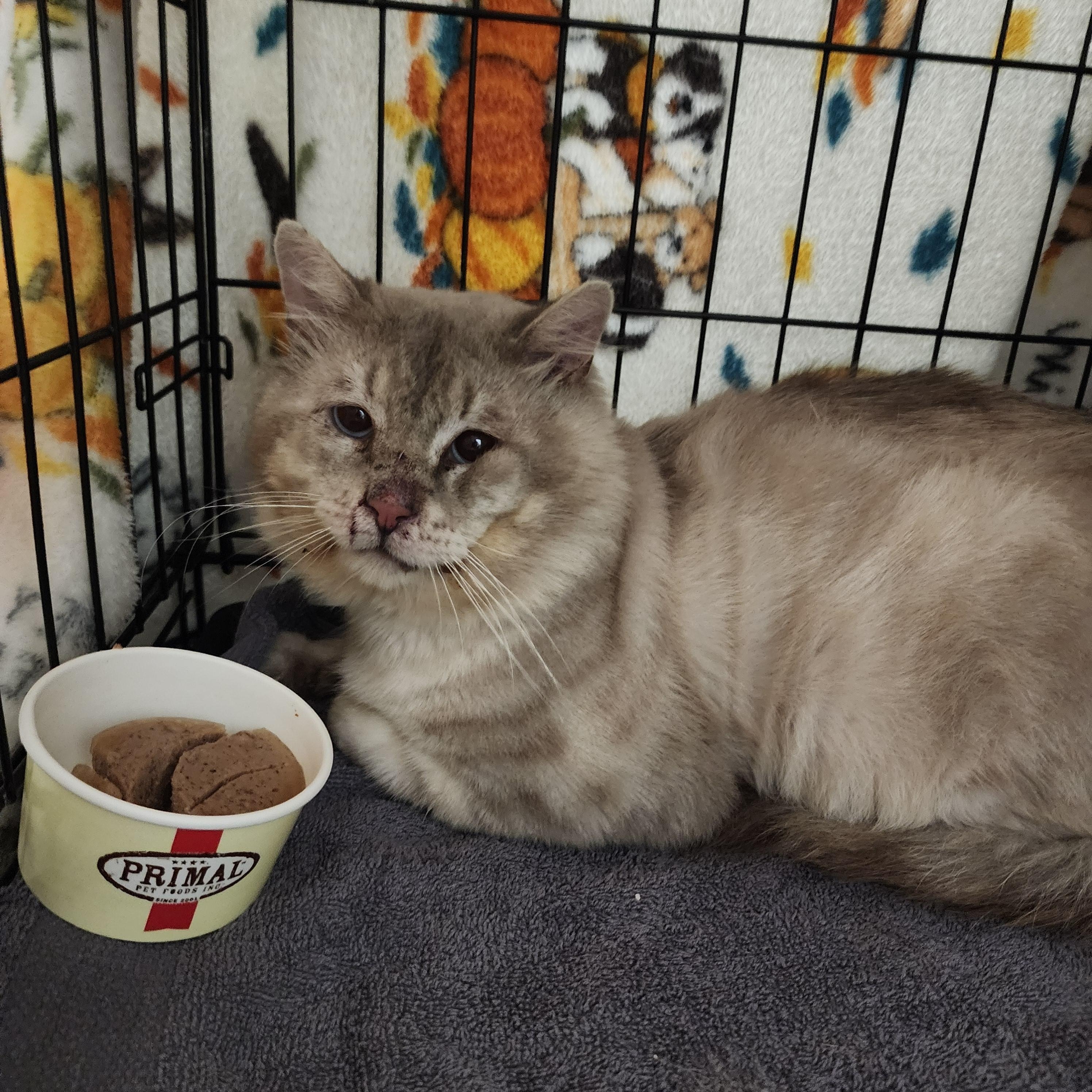 Enlarge Mushu & Kahuna, a ADOPTABLE mixed breed in Lincoln, NE image 3/5