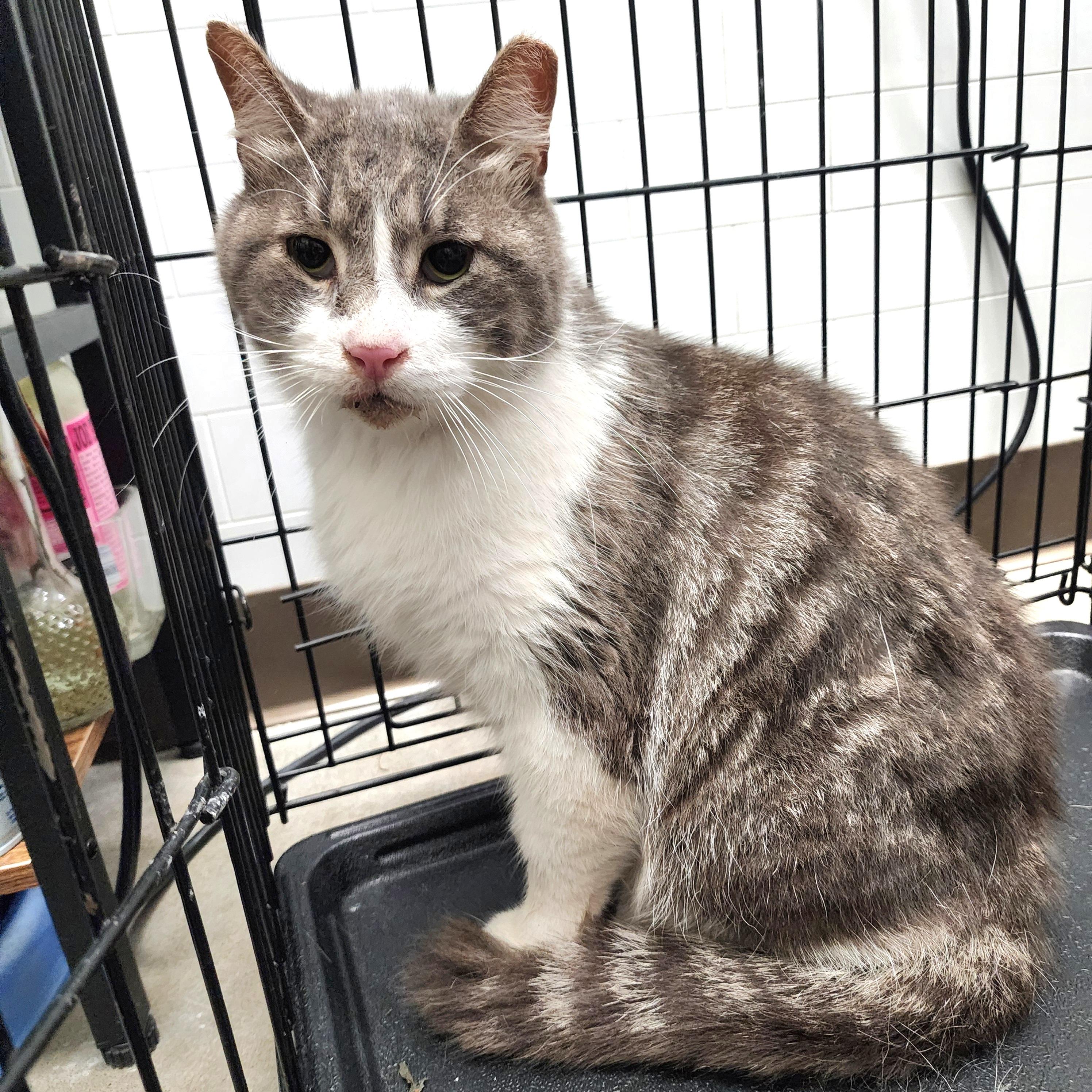 Enlarge Mushu & Kahuna, a ADOPTABLE mixed breed in Lincoln, NE image 2/5