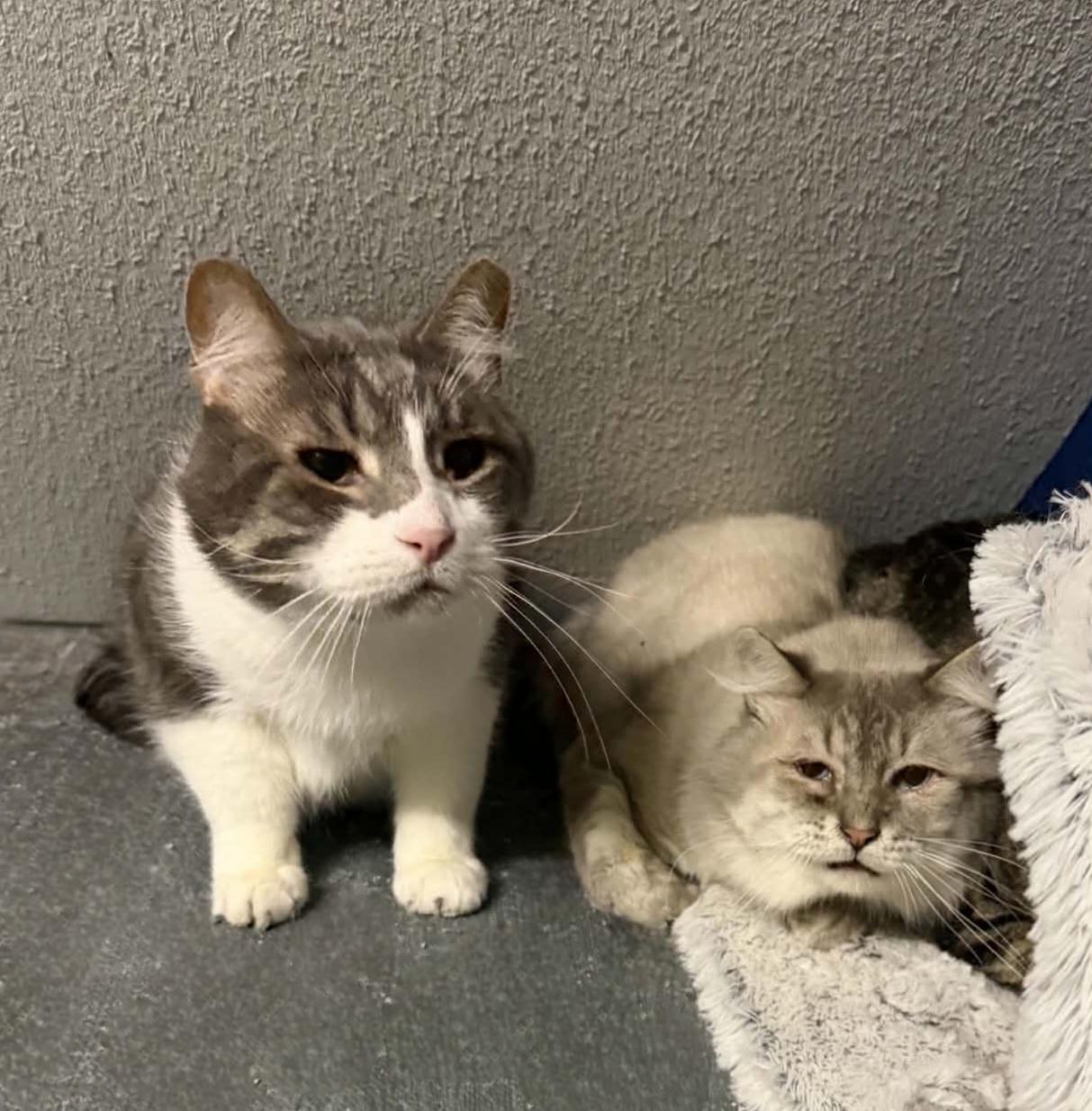 Enlarge Mushu & Kahuna, a ADOPTABLE mixed breed in Lincoln, NE image 1/5