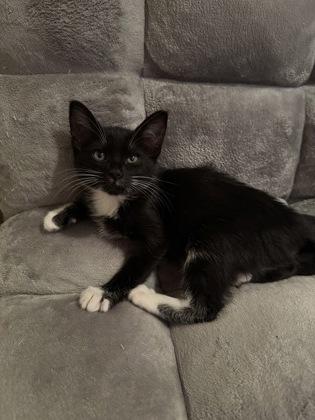 Mary, Adoptable, Kitten Female Domestic Short Hair & Domestic Short Hair.